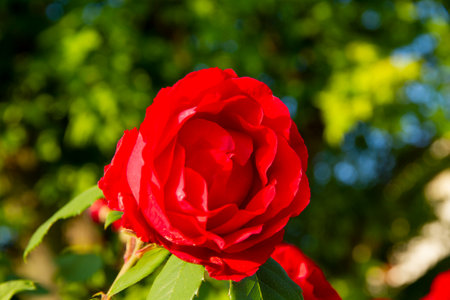 red rose with flowers and thorns in the garden. High quality photoの写真素材