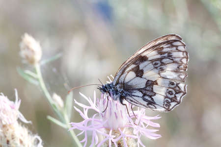 glanville fritillary Nymphalidae butterfly at dawn. High quality photo