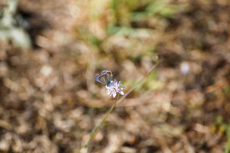 glanville fritillary Nymphalidae butterfly at dawn. High quality photo