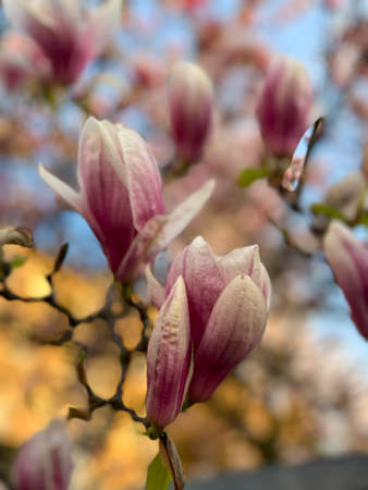 blossomed magnolia flowers on tree in the sun. High quality photoの写真素材