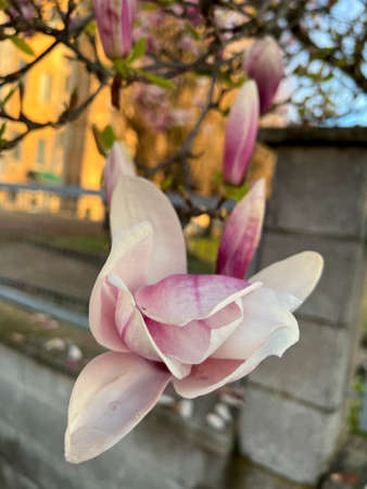 blossomed magnolia flowers on tree in the sun. High quality photoの写真素材