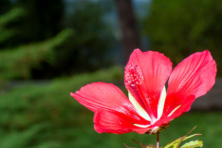 Red Hibiscus flower details. High quality photoの写真素材