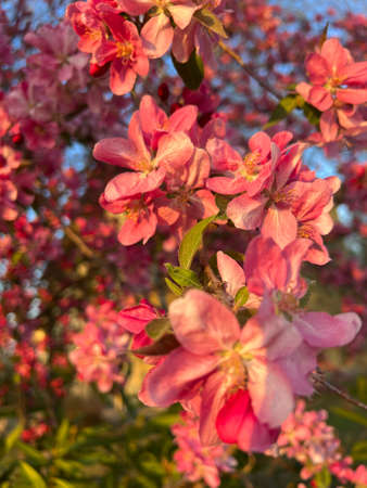 Big pink blooming rhododendron tree and flowers. High quality photo
