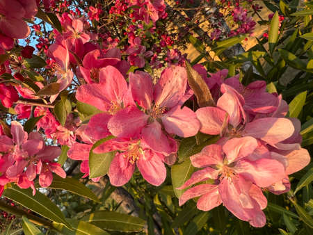 Big pink blooming rhododendron tree and flowers. High quality photoの写真素材
