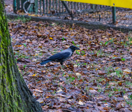 hooded crow on fallen leaves in autumn. High quality photo