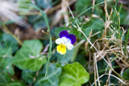 pansy perennial in green lawn. High quality photoの写真素材