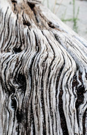 old wooden trunk carved out by time. High quality photoの写真素材