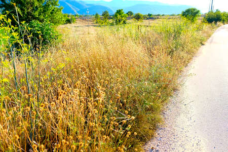 field of grass burnt by the August sun in Italy. High quality photoの写真素材