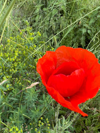 red poppy flower in green field in spring. High quality photoの写真素材