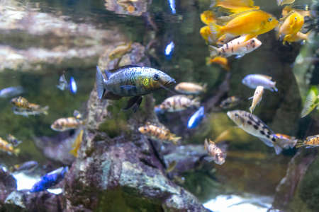 African cichlids fish in aquarium while eating dry food. High quality photo
