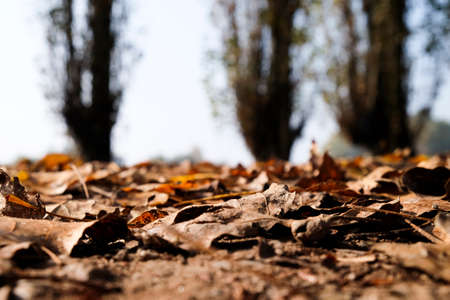 undergrowth of fallen leaves in autumn background. High quality photoの写真素材