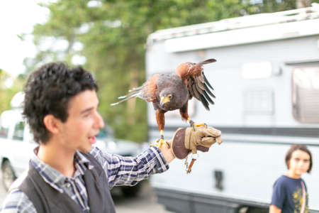 falconer with Harris buzzard on his arm. High quality photoの写真素材
