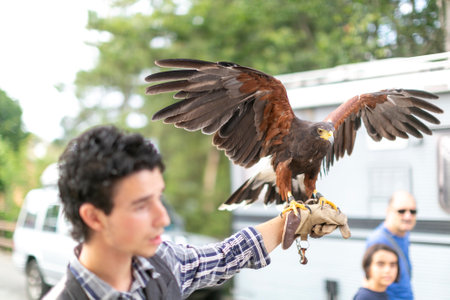 falconer with Harris buzzard on his arm. High quality photo