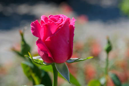 Rose Floribunda Freesia garden red rose flower. High quality photoの写真素材
