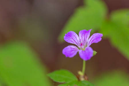 Wild Geranium Geranium maculatum blooming in green field. High quality photo