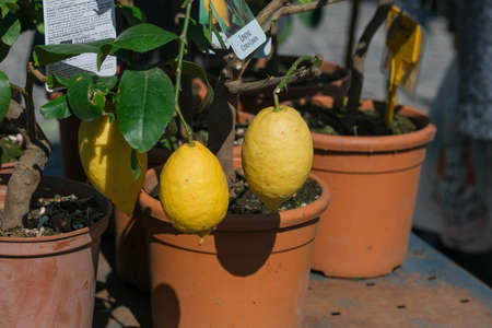 potted lemon plant and fruits. High quality photoの写真素材