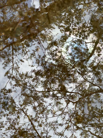 reflection of trees in puddle after thunderstorm. High quality photo