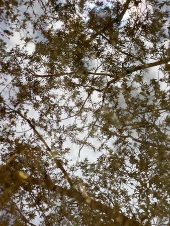 reflection of trees in puddle after thunderstorm. High quality photoの写真素材