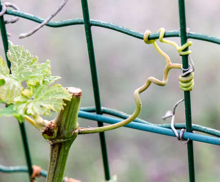 vine branches clinging to wire mesh. High quality photo