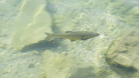 chub fish in lake Garda in transparent water. High quality photoの写真素材