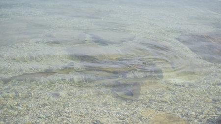 chub fish in lake Garda in transparent water. High quality photo