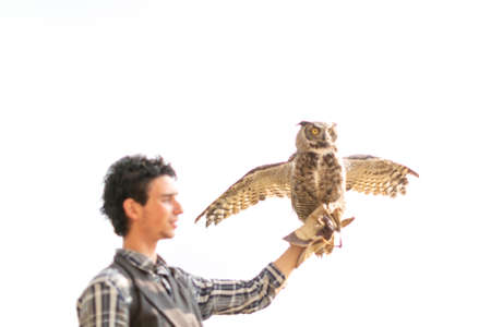 virginian owl virginian eagle owl Bubo virginianus close-up on a falconer's glove hunter. High quality photoの写真素材