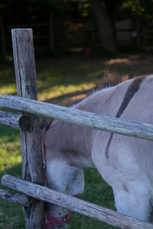 domestic donkey grazing grass. High quality photo