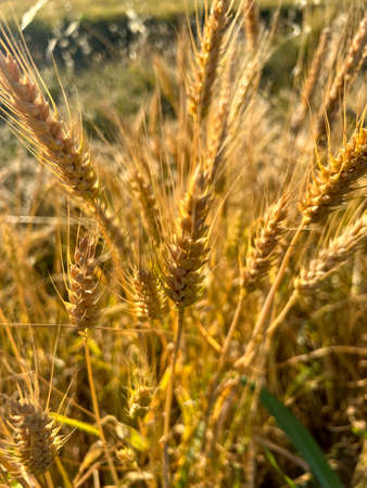 ripe wheat in the sun background. High quality photo