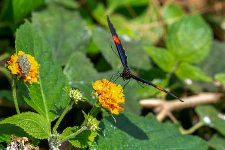 Closeup Butterfly Black Wings Red Spots. High quality photo