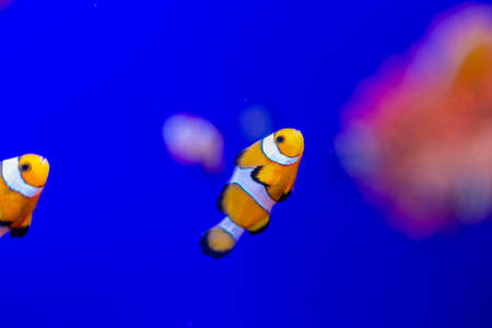clownfish in community aquarium with corals and anemones. High quality photo