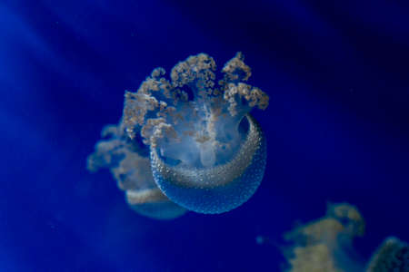 Medusa Jellyfish Photos and Premium in aquarium. High quality photo