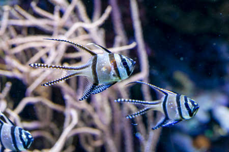 Banggai cardinal fish Pterapogon kauderni a tropical fish from the Indo Pacific. High quality photoの写真素材