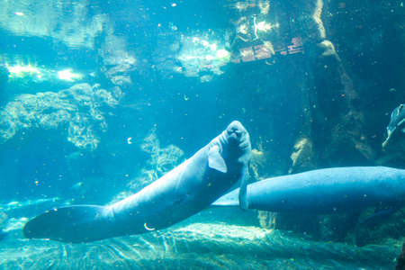manatee in large Amazonian aquarium. High quality photo