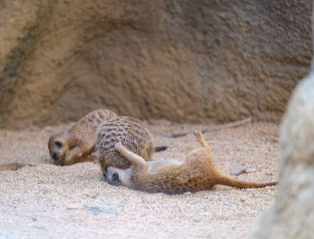 meerkats play in artificial zoo area. High quality photoの写真素材