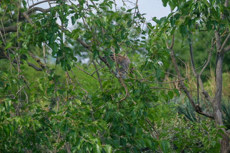 ring-tailed lemur in open zoo area. High quality photo