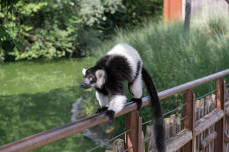 black and white lemur Ruffed Varecia variegata variegata in open zoo area. High quality photoの写真素材