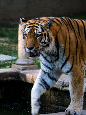 Panthera tigris altaica Siberian or Amur tiger in open zoo area. High quality photoの写真素材