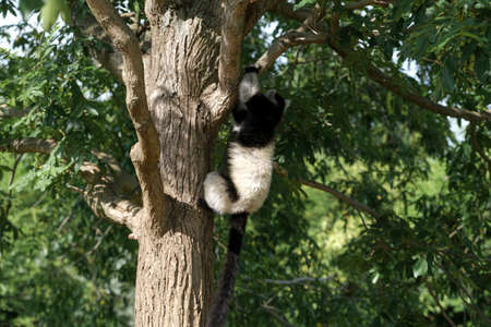 black and white lemur Ruffed Varecia variegata variegata in open zoo area. High quality photo