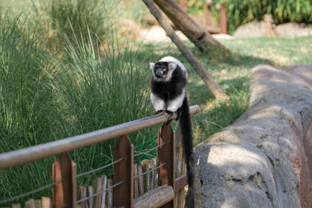 black and white lemur Ruffed Varecia variegata variegata in open zoo area. High quality photoの写真素材