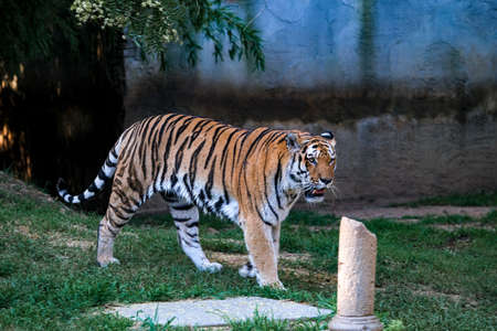 Panthera tigris altaica Siberian or Amur tiger in open zoo area. High quality photoの写真素材