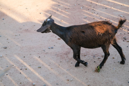 dwarf goat in enclosure. High quality photoの写真素材