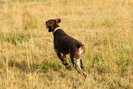 brown and white kurzhaar hunting dog in a hunting action. High quality photo