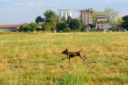 brown and white kurzhaar hunting dog in a hunting action. High quality photo