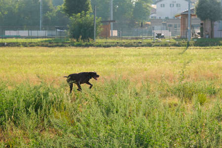 brown and white kurzhaar hunting dog in a hunting action. High quality photo