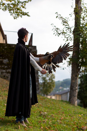 falconer in medieval dress with Harris buzzard. High quality photo