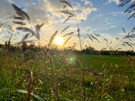sunset background between blades of green grass in summer. High-quality photoの写真素材