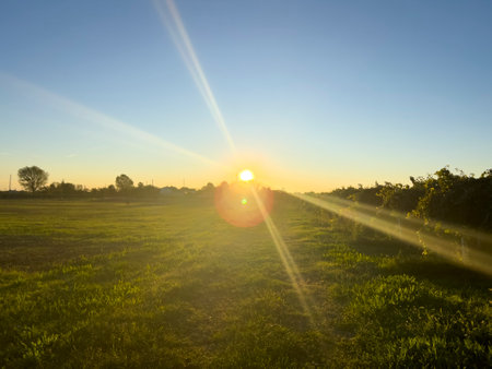 beautiful sunrise sunset with sun rising between crop fields. High-quality photoの写真素材