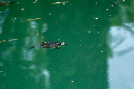 red ears turtle in pond italian lake. High-quality photo