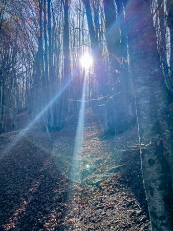 beech woods in the Tuscan-Emilian Apennines. High-quality photoの写真素材
