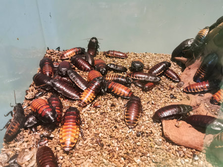 Gromphadorhina portentosa Madagascar hissing cockroaches in terrarium. High-quality photo